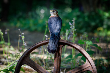 Merlin on an old industrial wheel.