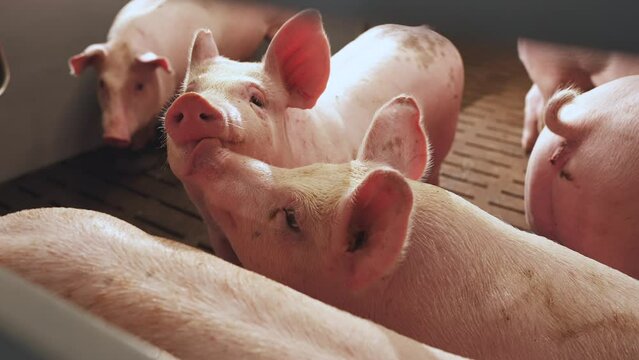 Close-up of pigs, pigs, pig farm, pig pens, pig breeding complex