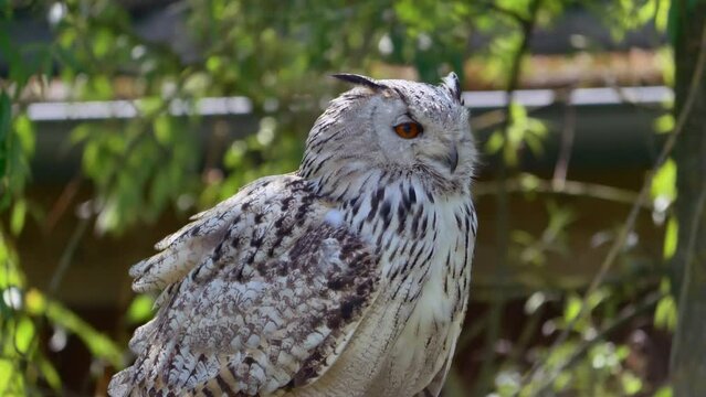 Sibirischer Uhu (Bubo bubo sibiricus), Eule