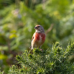 Eurasian Linnet