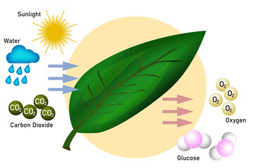 Diagram of Photosynthesis for biology and life science education