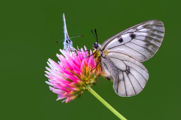 Macro shots, Beautiful nature scene. Closeup beautiful butterfly sitting on the flower in a summer garden.