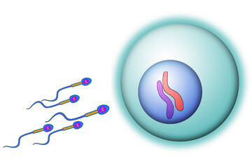 Sperm cells reaching an ovum