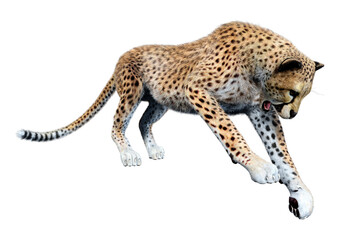 3D Rendering Big Cat Cheetah on White
