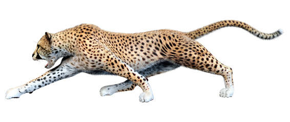 3D Rendering Big Cat Cheetah on White