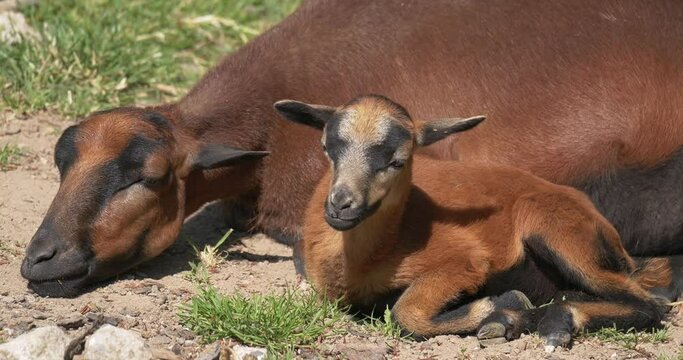 Schaf, Kamerunschaf mit ihrem jungen Lamm