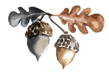 Autumn forest plant concept. branch with brown and blue oak leaves and two acorns nuts. hand drawn watercolor illustration for postcard design
