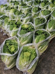 Huge Vegetables in bag. Salad plant in storage and ready to sen to factory © teeraphong