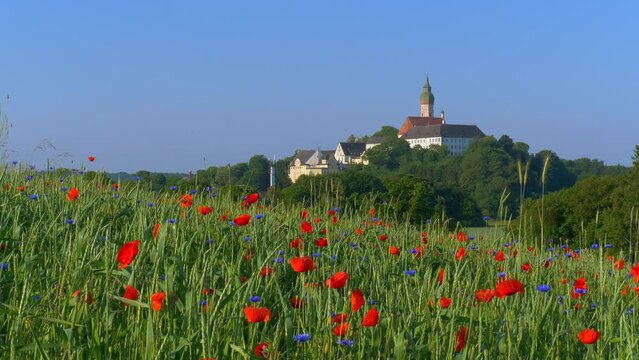 Buntes Getreidefeld mit Mohnblumen (Papaver rhoeas) und Kornblumen (Centaurea cyanus), Kloster Andechs, Bayern, Deutschland
