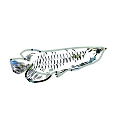 Arowana fish color sketch with transparent background