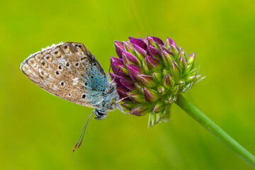 Macro shots, Beautiful nature scene. Closeup beautiful butterfly sitting on the flower in a summer garden.