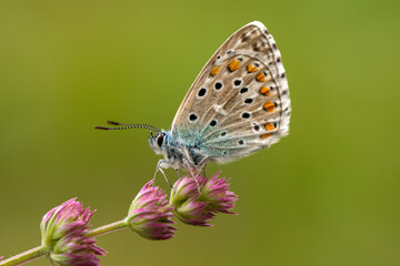 Macro shots, Beautiful nature scene. Closeup beautiful butterfly sitting on the flower in a summer garden.