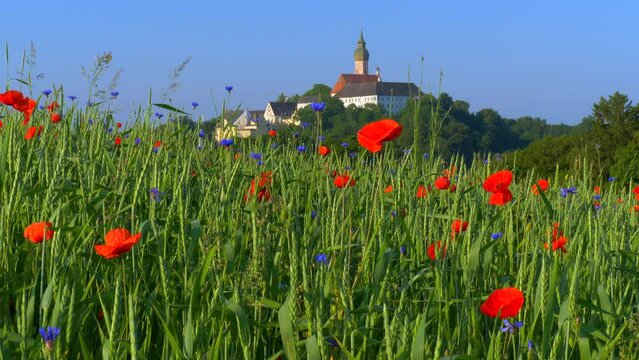 Buntes Getreidefeld mit Mohnblumen (Papaver rhoeas) und Kornblumen (Centaurea cyanus), Kloster Andechs, Bayern, Deutschland