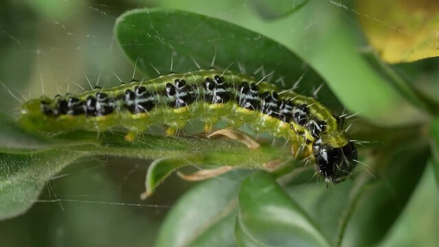 Raupe des Buchsbaumz&uuml;nslers (Cydalima perspectalis), Bayern, Deutschland