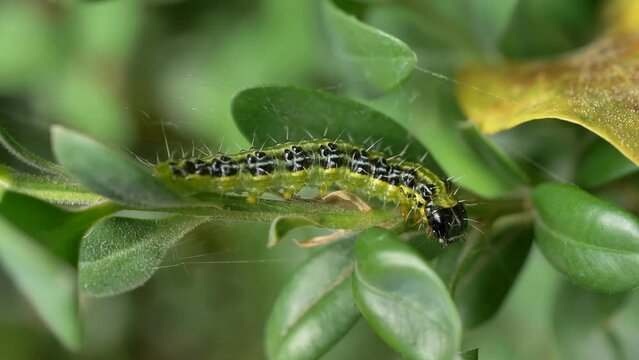Raupe des Buchsbaumz&uuml;nslers (Cydalima perspectalis), Bayern, Deutschland