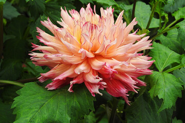 Close up of single, orange colored, blooming daylily flower .