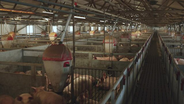 Pig farm, pig pens, pig breeding complex