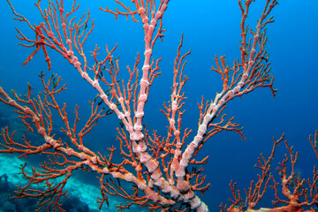 red coral on blue water background, beautiful natural background © Olga