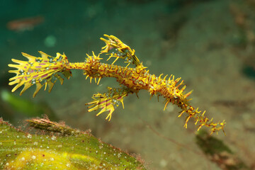 yellow ghost pipe fish close up