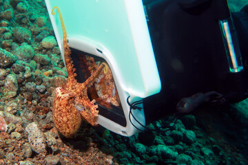 curious playful octopus touches explores underwater camera, animal behavior, Mototi Octopus © Olga