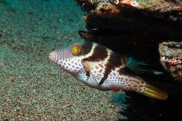 The Vantini Sharpnose Puffer (Canthigaster valentini) is known by several other names, including Saddle Valentini Puffer, Banded or Black-Saddled Toby, Saddled Puffer ot Valentini Puffer