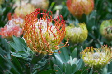 Orange close up flower in the garden