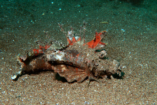 Demon stinger (Inimicus Didactylus) in the filipino sea 