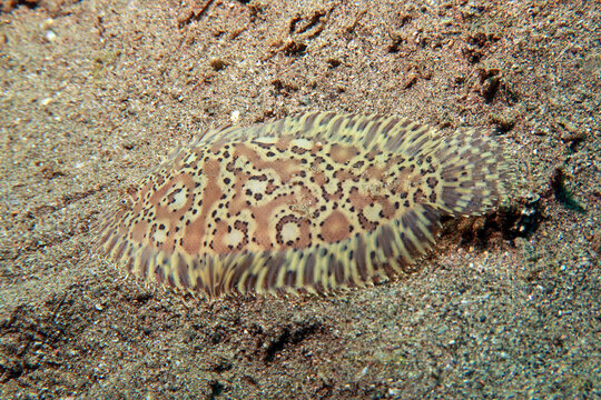 Flat fish Sand sole Pegusa lascaris, similar to sand