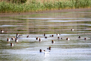 Flora And Fauna Of Reservoirs And Meadows