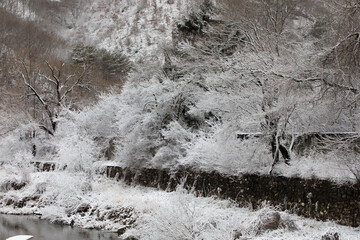 snow covered trees