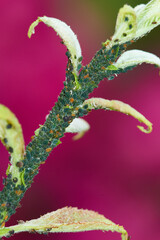 Blattläuse an einem Strauch