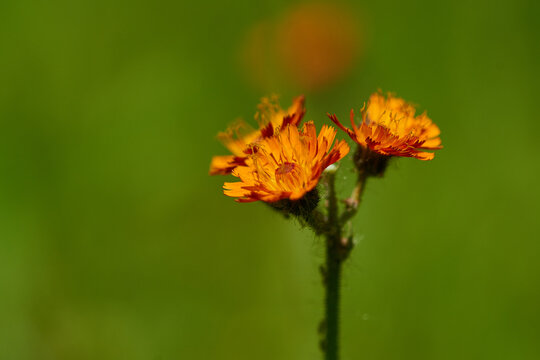 Orangerotes Habichtskraut (Hieracium aurantiacum )
