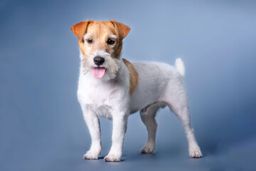 Charming Jack Russell Terrier dog after removing dead fur with the remains of a new layer of healthy wool