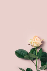 Delicate pastel rose on a pink background.