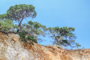 Fototapeta na wymiar pine tree in the mountains