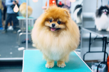 Well-groomed Spitz dog close-up, front view stands on the table