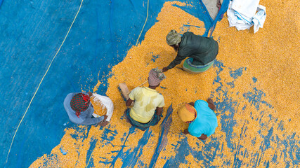 A group using a shovel to clean up corn