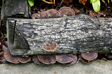 Closeup of Colorful many Wild Mushrooms growing from the ground above the trees in the garden at Thailand.