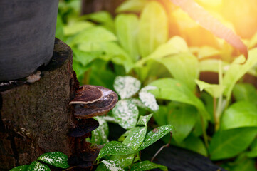 Closeup of Colorful many Wild Mushrooms growing from the ground above the trees in the garden at Thailand.