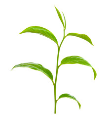 Green tea leaf isolated on transparent png
