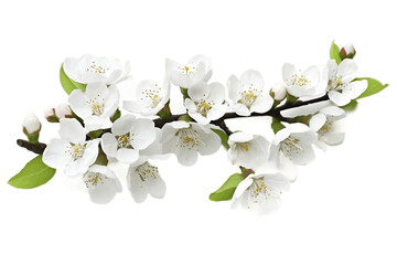Obraz na płótnie Canvas White Tree Flowers Transparent Isolated Blossoms, Generative AI