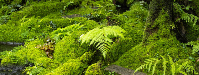 Moss and fern style plants proliferate grow cover stump the forest floor in the garden