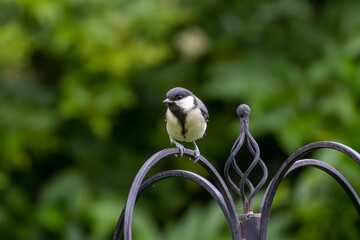 Coal Tit Feeding