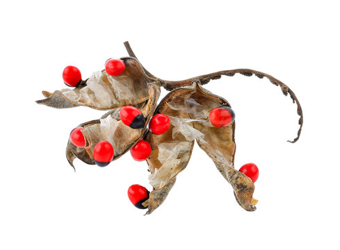 Jequirity on transparent png