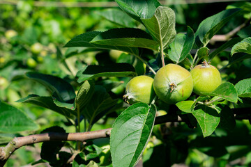 Green apples on a branch of apple tree in the orchard.