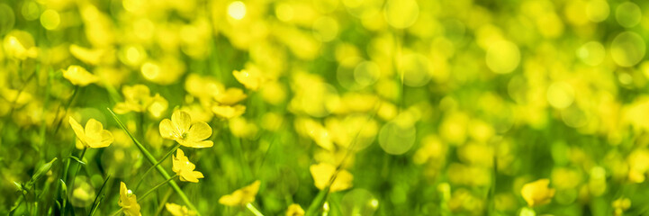Field of yellow buttercup flowers, panoramic  summer nature header