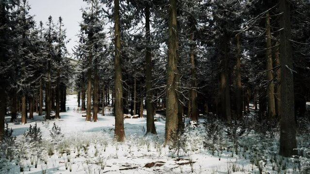 Winter pine tree forest with snow on trees