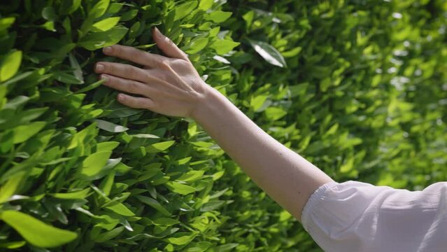 Close-up. A woman's hand touches a green hedge. A woman walks through a well-groomed garden, and enjoys unity with nature