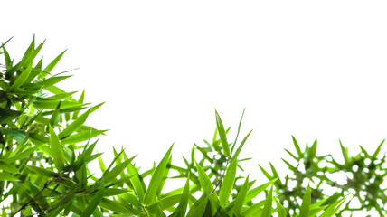 Isolated green bamboo leaves with copy space and with clipping paths on white background                               