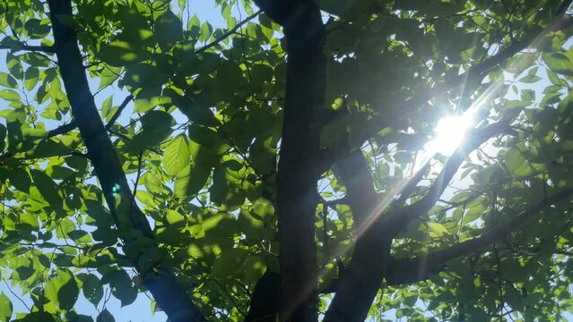 木漏れ日が美しい初夏の公園、木の葉のうらにはかすかに水の流れが映る
